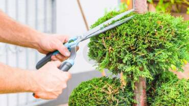 Κλάδεμα δέντρων